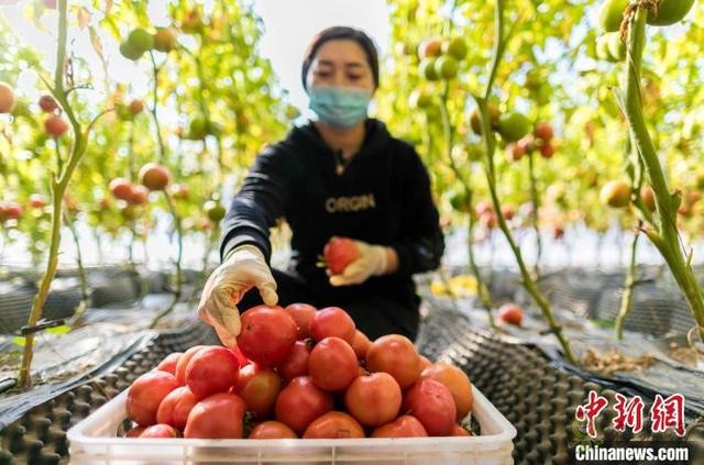 呼和浩特農業示范園緊抓農時積極生產