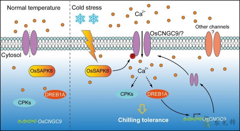 鈣離子通道蛋白激活特殊信號令水稻耐寒