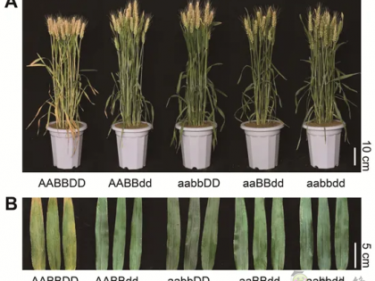 科研進(jìn)展丨具有高產(chǎn)和氮高效利用潛力的小麥新種質(zhì)誕生