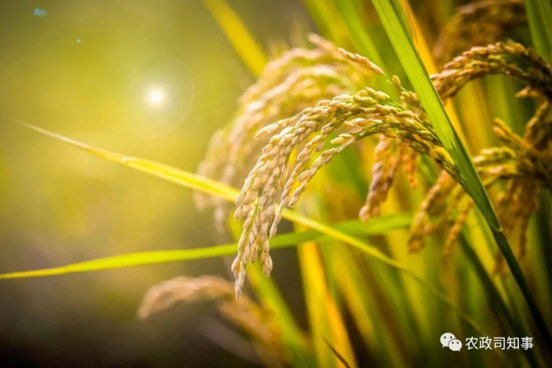 全球糧食危機：中國打了一場驚心動魄的糧食大戰！