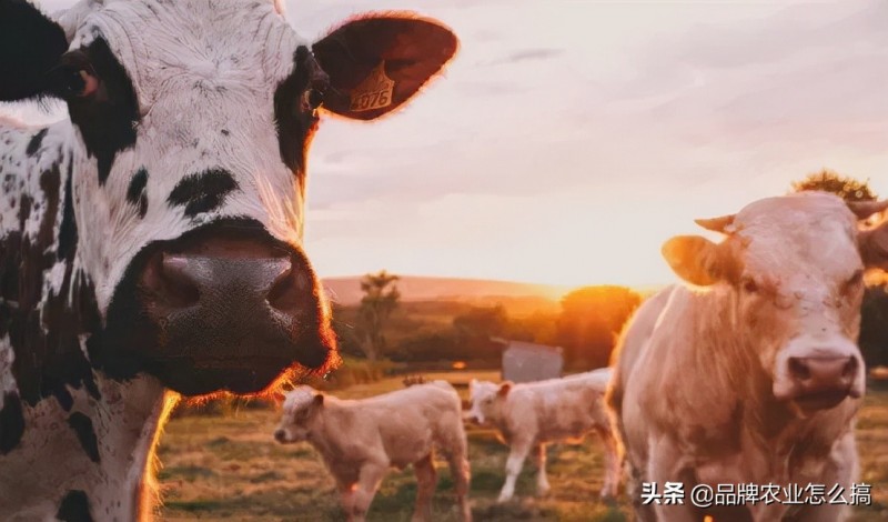 數智農業：中國農業未來十年的歸宿