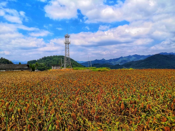 習水這五年:現代農業助推鄉村振興