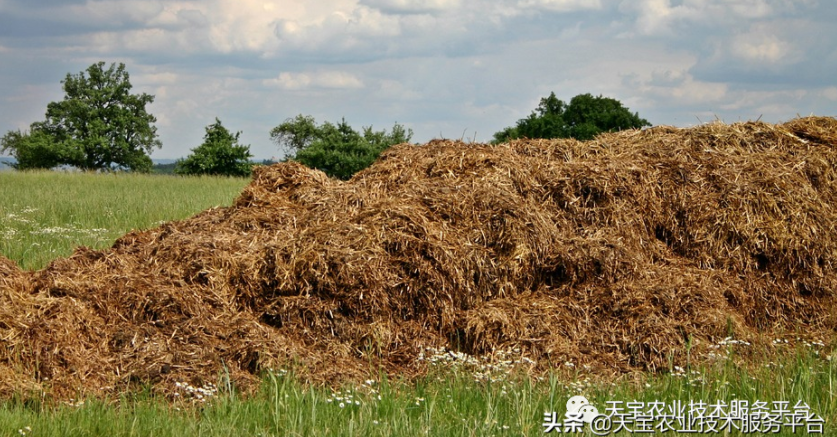 羊糞、豬糞、雞糞養分高如何用?國家發布十大關鍵技術
