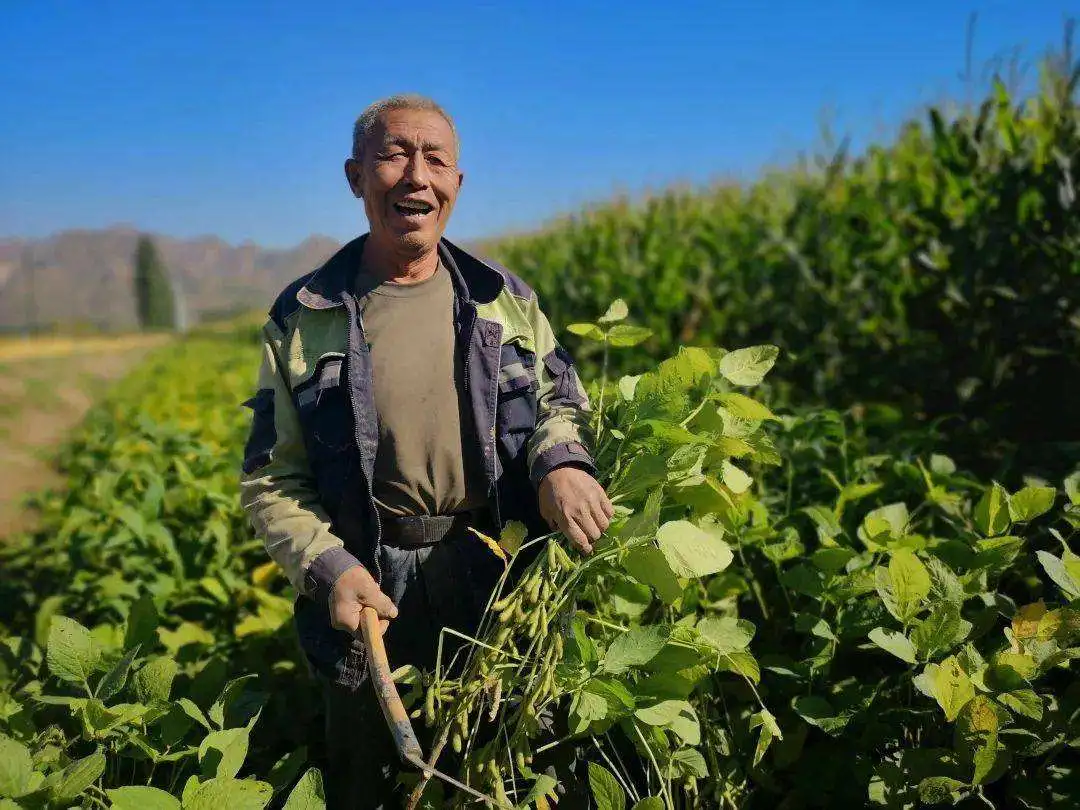 唐仁健部長多次提到的“玉米大豆帶狀復合種植技術”是什么？