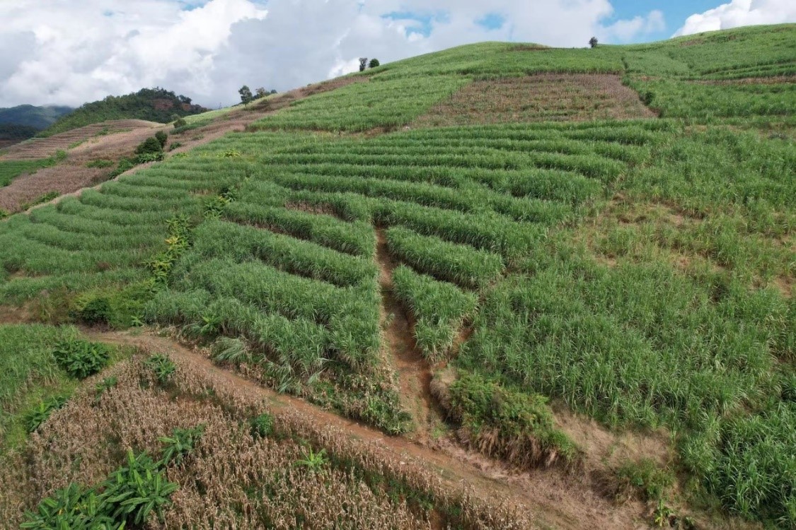 中國農(nóng)大研發(fā)新農(nóng)機(jī)助云南山地甘蔗收割