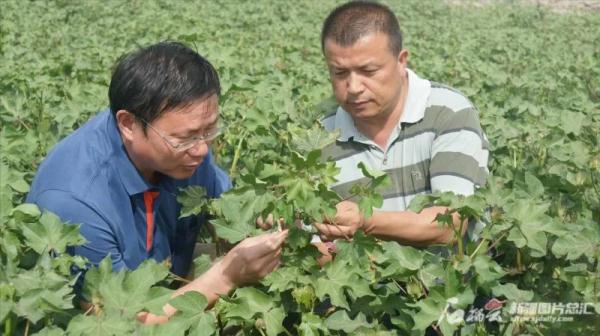 高品質棉花產量不到全國需求的45%，如何破解新疆棉花“卡脖子”難題？