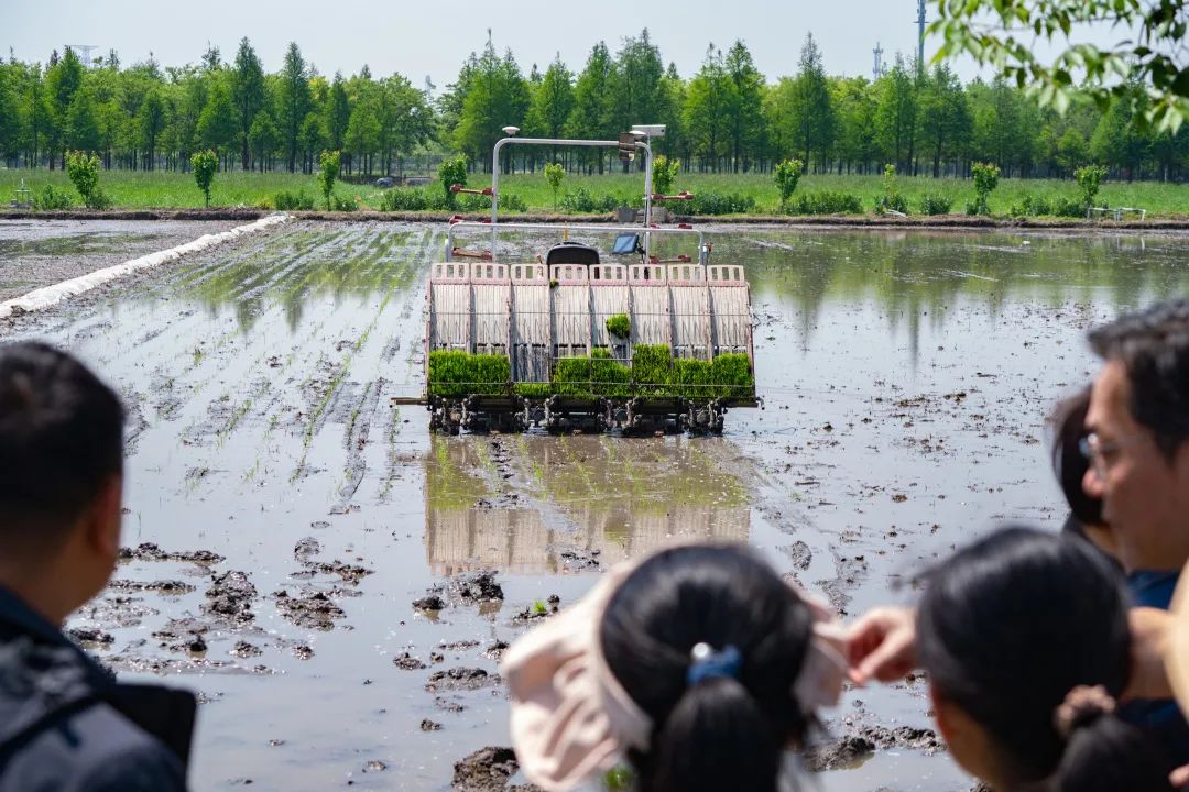 無人農機加入滬郊水稻插秧大軍