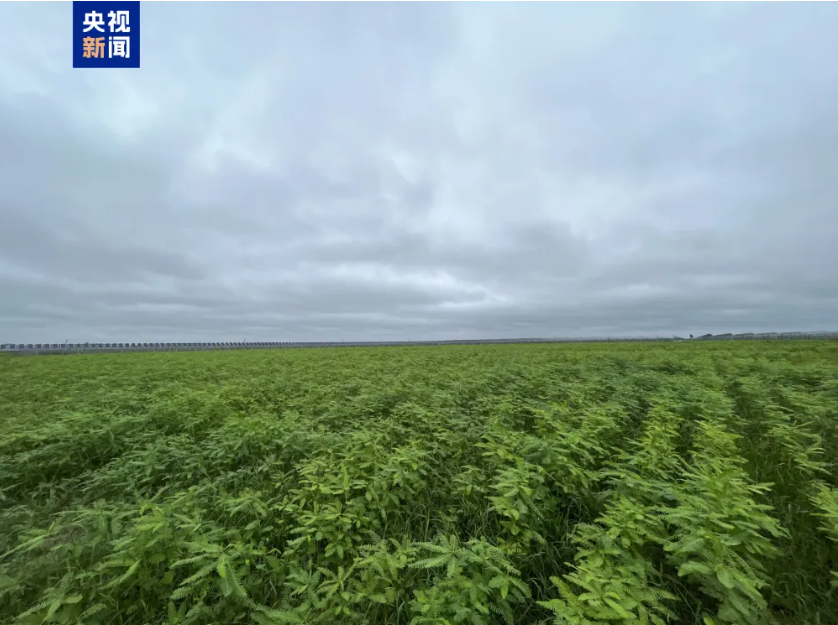 畝產(chǎn)飼草超2噸！我國(guó)生物改良鹽堿地技術(shù)新進(jìn)展
