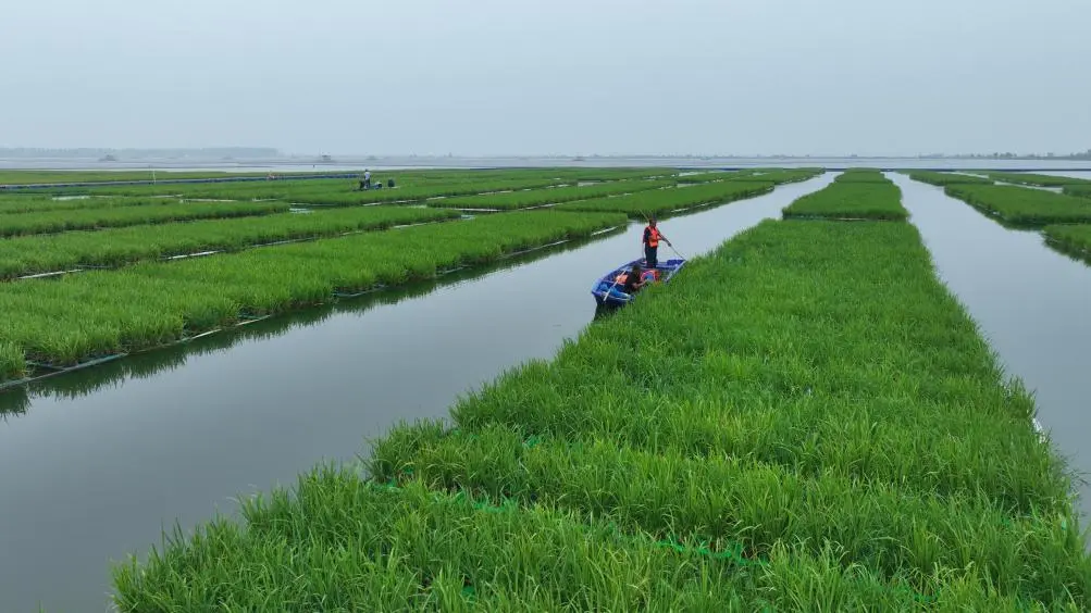 我國成功在大型煤田沉陷區上種植水稻